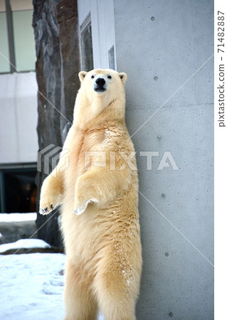 北極熊 北極熊 71482887
