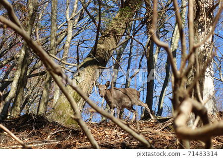 Eyes meet the wild deer found while climbing Mt. Yufu 71483314