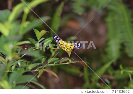 an Obeidia tigrata moths at the nature back ground 71483662