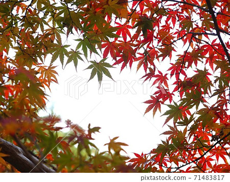 Momiji who started colored leaves 71483817