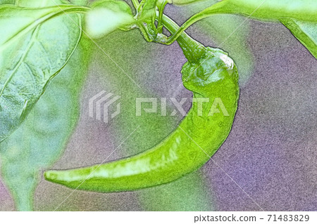 "Manganji Peppers" that are growing vividly in the morning sun Colored pencil drawing style 71483829