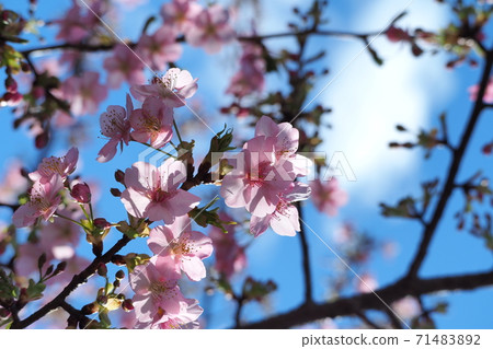 黑櫻桃 黑櫻桃 71483892