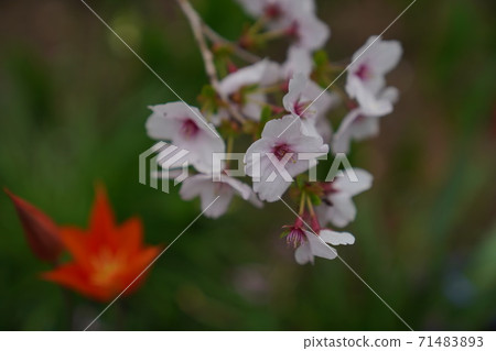 黑櫻桃 黑櫻桃 71483893