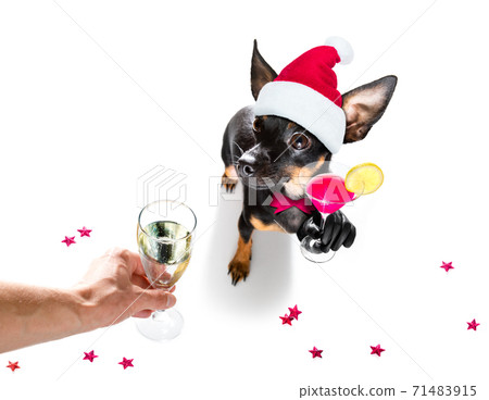 happy new year dog celberation happy new year dog celberation 71483915