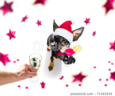happy new year dog celberation happy new year dog celberation 71483916