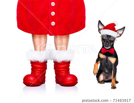 merry christmas dog santa claus hat merry christmas dog santa claus hat 71483917