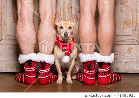 christmas santa claus dog with owners christmas santa claus dog with owners 71483923