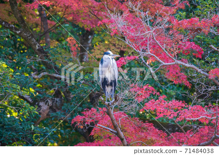 在秋天的落葉的Aosagi。岡山市後樂園 71484038