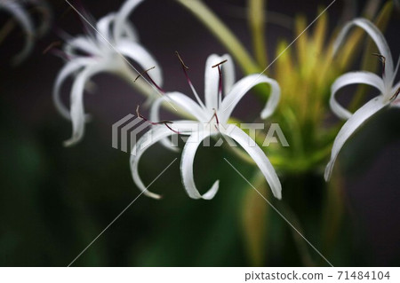 濱本的山野草白花 濱本的山野草白花 71484104