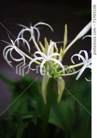 濱本的山野草白花 濱本的山野草白花 71484106