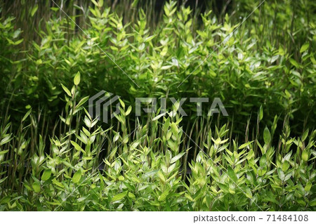 清爽,初夏的齒輪mazasa 清爽,初夏的齒輪mazasa 71484108