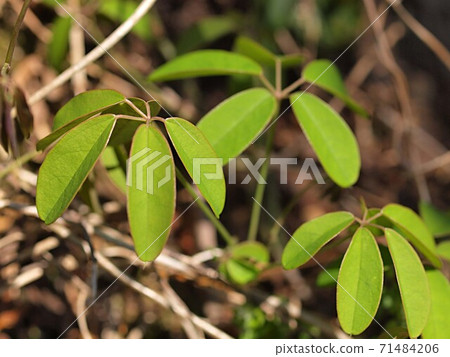 Itsuba Akebino Tree Itsuba Akebino Tree 71484206