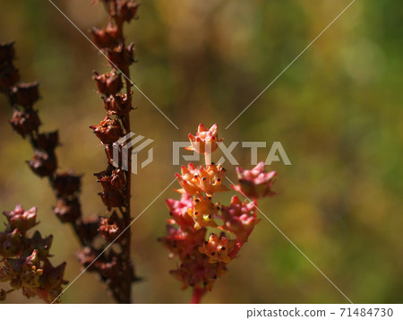 Autumn leaves of the wetland plant Penthorum, which looks just like a boiled octopus Autumn leaves of the wetland plant Penthorum, which looks just like a boiled octopus 71484730