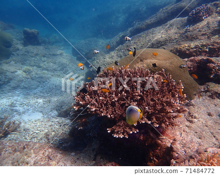 Fish and corals under blue sea, underwater photography Fish and corals under blue sea, underwater photography 71484772