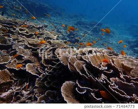 Fish and corals under blue sea, underwater photography Fish and corals under blue sea, underwater photography 71484773