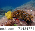 Fish and corals under blue sea, underwater photography 71484774