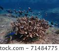 Fish and corals under blue sea, underwater photography 71484775