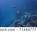 Fish and corals under blue sea, underwater photography 71484777