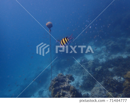 Fish and corals under blue sea, underwater photography Fish and corals under blue sea, underwater photography 71484777