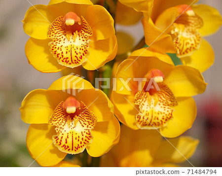 Cymbidium gold rush flower up 71484794
