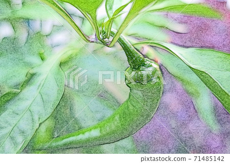 在早晨的陽光下生動地成長的“ Manganji Chili”彩色鉛筆素描風格 71485142