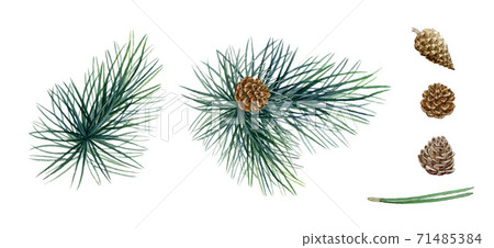 Pine branches, cones watercolor illustration set. Pine branches, cones watercolor illustration set. 71485384