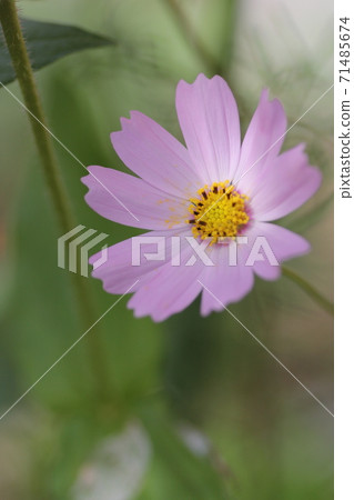 Pink cosmos Pink cosmos 71485674