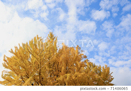 Ginkgo Mito City, Ibaraki Prefecture Ginkgo Mito City, Ibaraki Prefecture 71486065