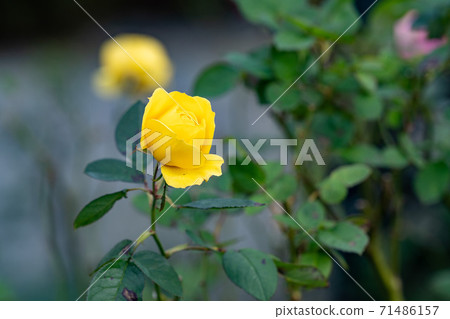 Autumn flower series 71486157