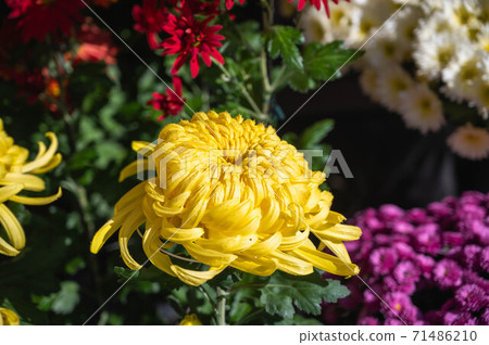 Chrysanthemum flower thick chrysanthemum 71486210