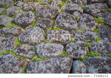 Stone wall and fern plant 71486212