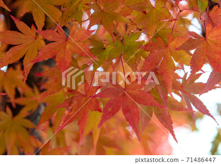 秋天:Momiji 秋天:Momiji 71486447