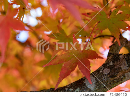Autumn: Maple Autumn: Maple 71486450