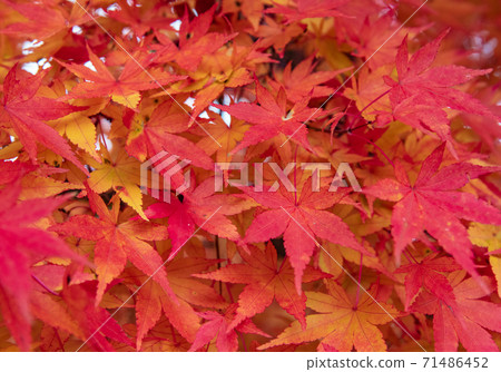 秋天:Momiji 秋天:Momiji 71486452