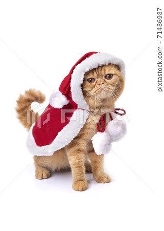 Little scottish fold cat wearing red santa greatcoat. Little scottish fold cat wearing red santa greatcoat. 71486987