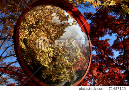 茨城縣Oko Town彎鏡Momiji Temple的黃葉 茨城縣Oko Town彎鏡Momiji Temple的黃葉 71487123