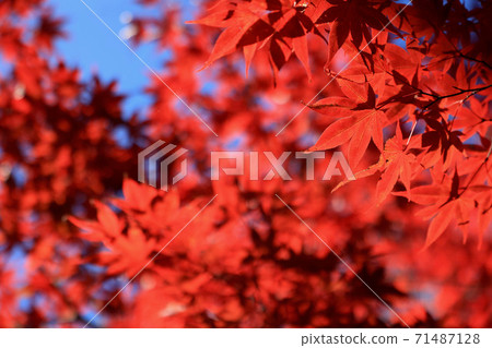 茨城縣大江町榮元寺 茨城縣大江町榮元寺 71487128
