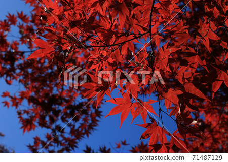 茨城縣大江町榮元寺 茨城縣大江町榮元寺 71487129