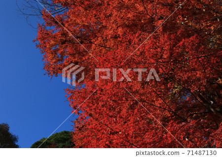 茨城縣大江町榮元寺 茨城縣大江町榮元寺 71487130