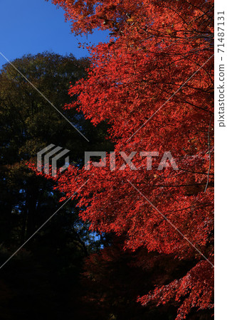 茨城縣大江町榮元寺 茨城縣大江町榮元寺 71487131