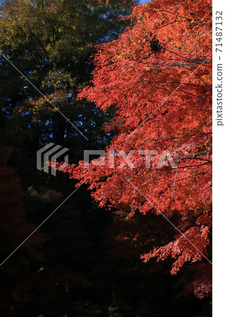 茨城縣大江町榮元寺 71487132