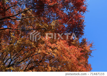 茨城縣大江町榮元寺 茨城縣大江町榮元寺 71487133