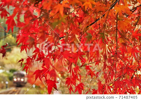 Watarase Valley Railway: A cute diesel car that goes through a bright red maple tunnel 71487405