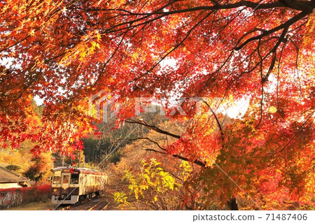 Watarase Valley Railway: A cute local line that goes through the bright red maple leaves 71487406
