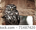 Owl 71487420