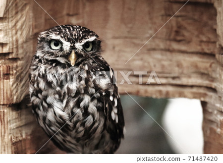 Owl 71487420