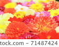 Yuushien Dahlia Flower 71487424