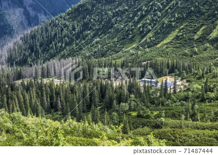 Coniferous forest, Western Tatras mountains, Slovakia 71487444
