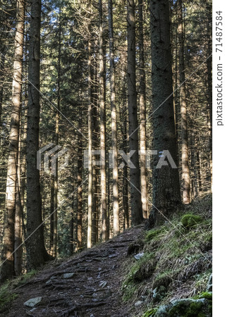 Footpath in coniferous forest, Low Tatras mountains, Slovakia 71487584