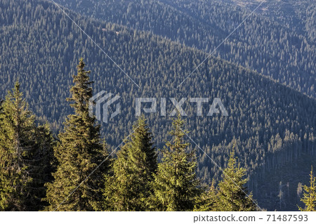 Coniferous forest, Low Tatras mountains, Slovakia Coniferous forest, Low Tatras mountains, Slovakia 71487593